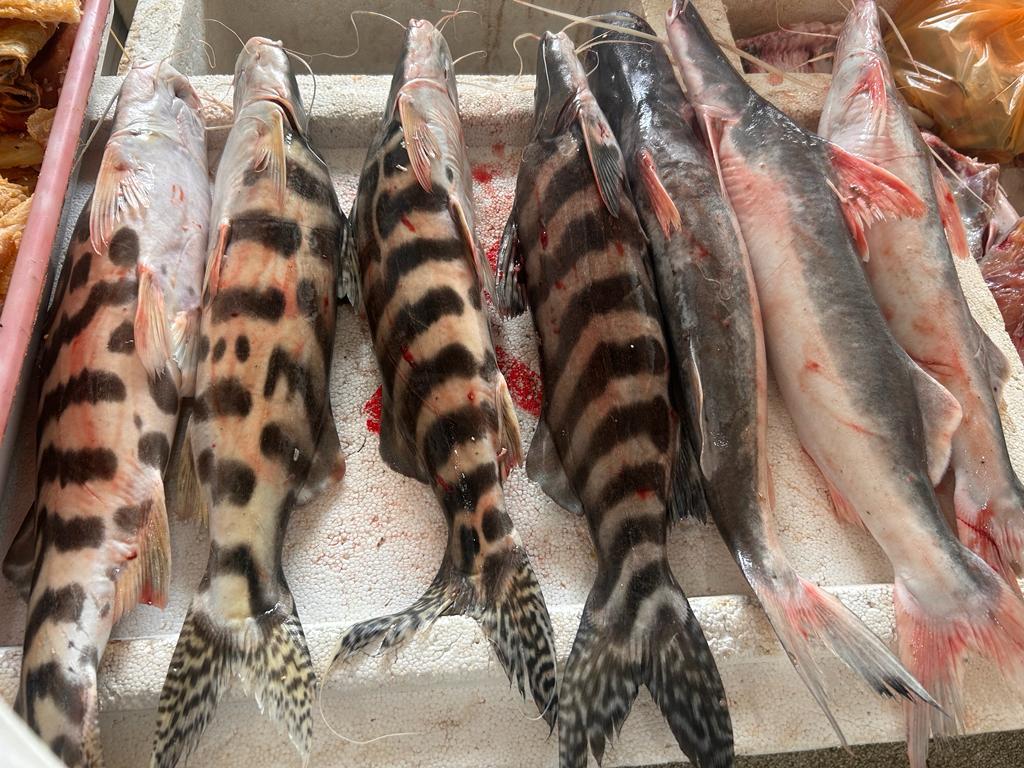 Quilo do peixe tem preço reduzido em Cruzeiro do Sul